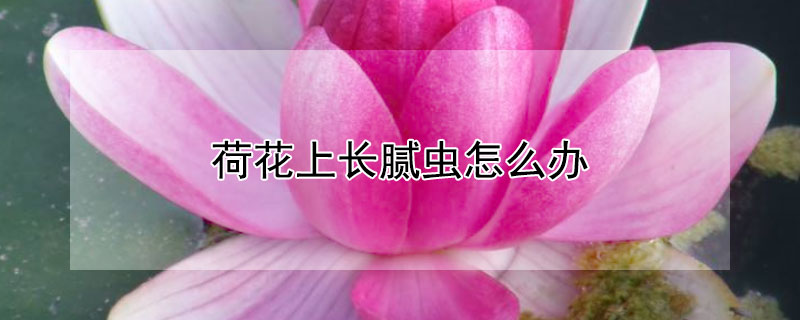 荷花上长腻虫怎么办 荷花上长腻虫怎么办视频