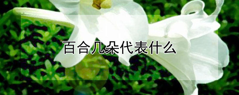 百合几朵代表什么 百合几朵代表什么意思啊