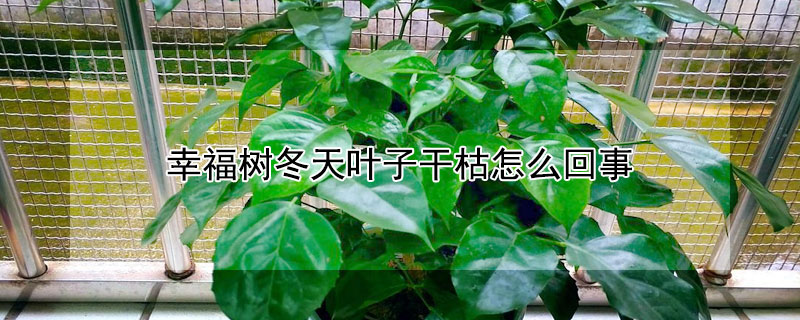 幸福树冬天叶子干枯怎么回事 幸福树冬天叶子枯萎,会活过来吗
