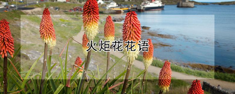 火炬花花语（火炬花花语寓意）