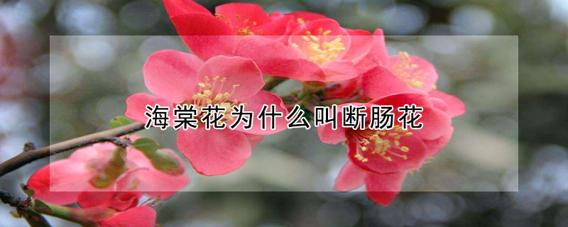 海棠花为什么叫断肠花 海棠花又叫断肠草