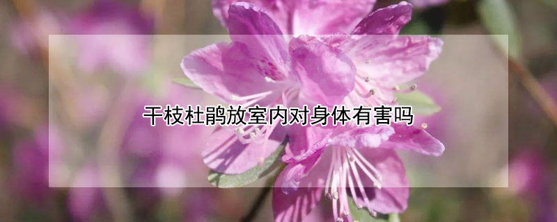 干枝杜鹃放室内对身体有害吗 干枝杜鹃放室内对身体有害吗视频