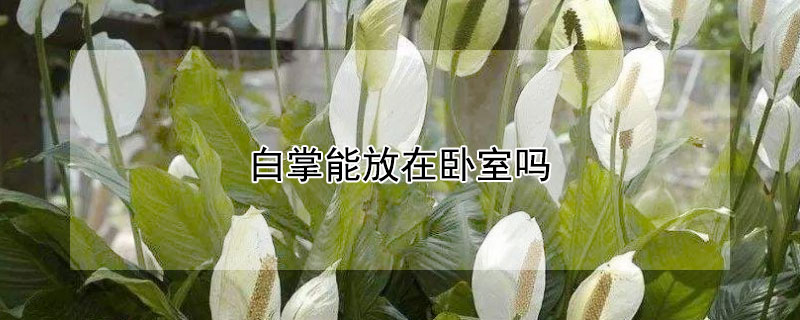 白掌能放在卧室吗（白掌能放在卧室吗?有毒吗）