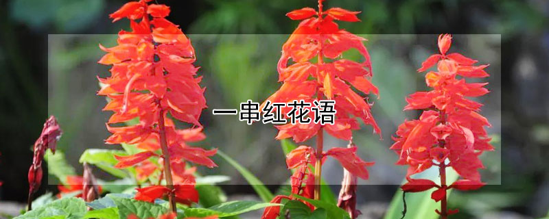 一串红花语 一串红花语和寓意