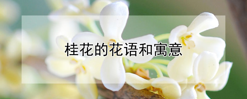 桂花的花语和寓意（桂花的花语和寓意和象征）