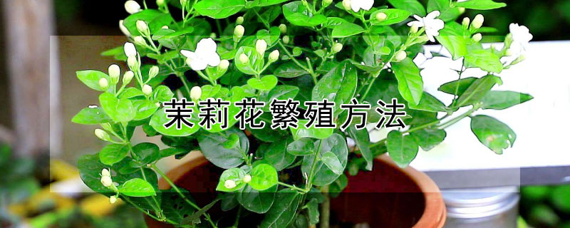 茉莉花繁殖方法（茉莉花繁殖方法和注意事项）