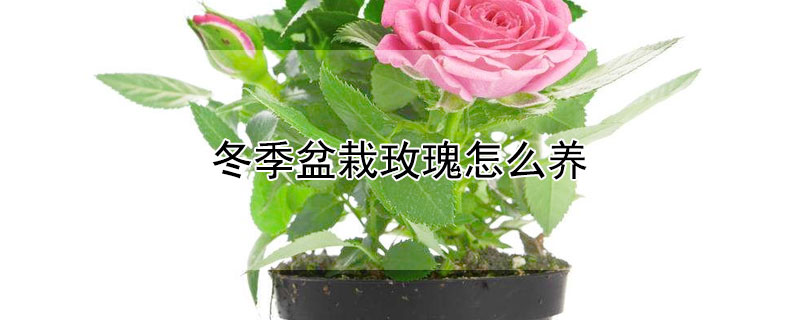 冬季盆栽玫瑰怎么养 冬季盆栽玫瑰怎么养护