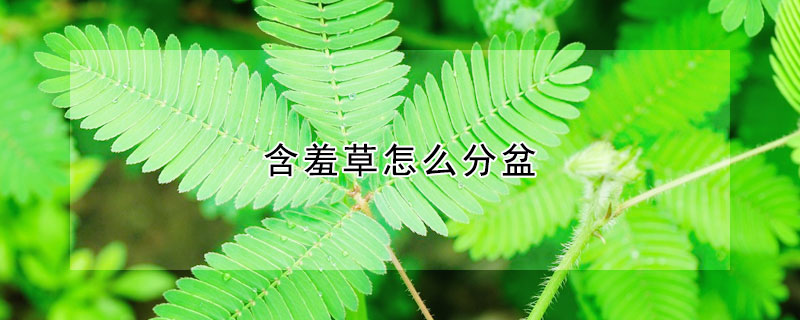 含羞草怎么分盆（含羞草怎么分盆的）