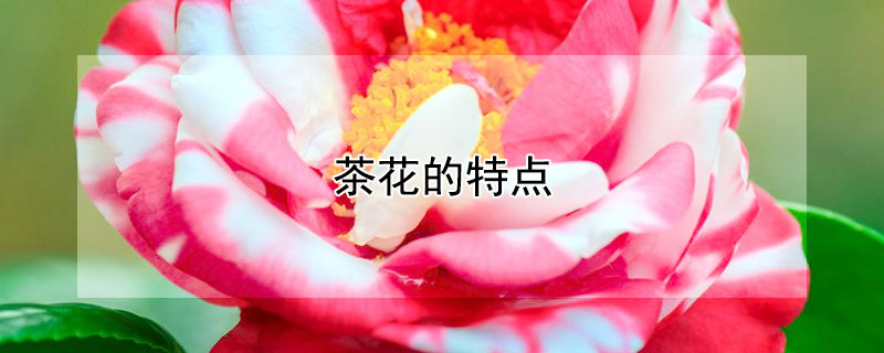 茶花的特点（哪些词语能形容山茶花的特点）