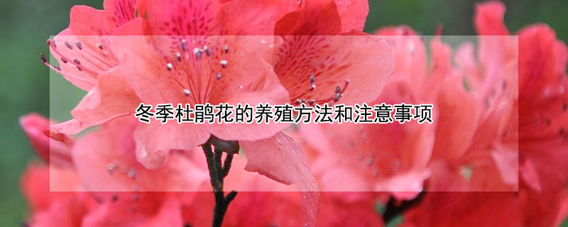 冬季杜鹃花的养殖方法和注意事项（冬季杜鹃花的养殖方法和注意事项 盆栽）