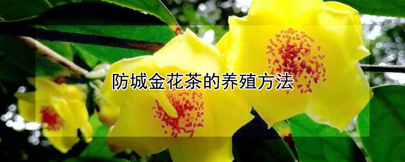 防城金花茶的养殖方法（防城金花茶是什么品种）