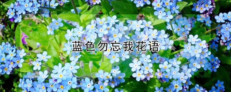 蓝色勿忘我花语 蓝色勿忘我花语和白色满天星