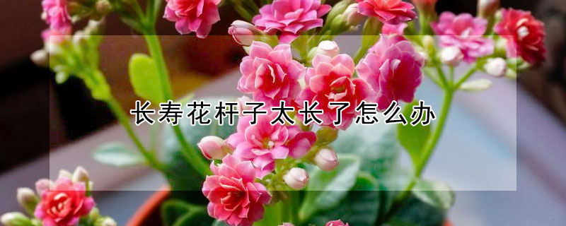 长寿花杆子太长了怎么办（长寿花杆子太长了怎么办啊）