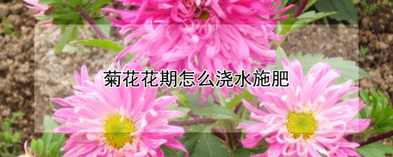 菊花花期怎么浇水施肥 菊花花期怎么浇水施肥最好