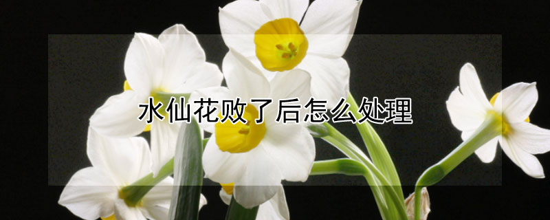 水仙花败了后怎么处理 水仙花败了后怎么处理好