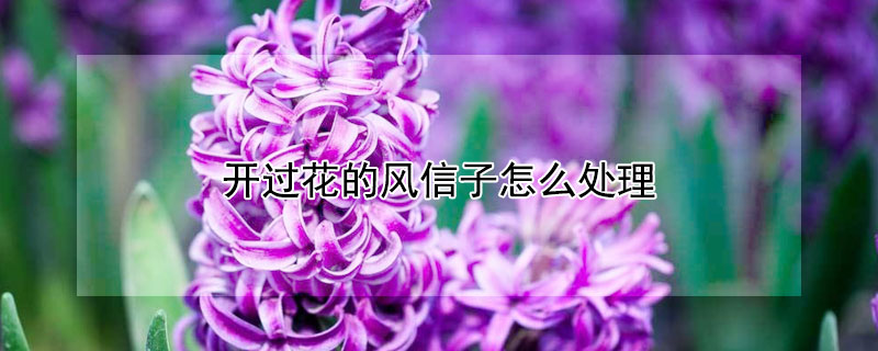 开过花的风信子怎么处理（开过花的风信子怎么处理干净）