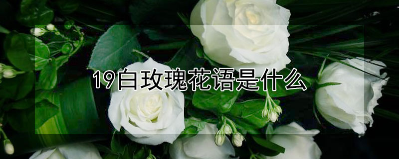19白玫瑰花语是什么（白玫瑰花语是什么意思 寓意和象征）