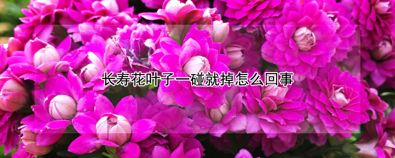 长寿花叶子一碰就掉怎么回事（长寿花枯叶,一碰就掉）