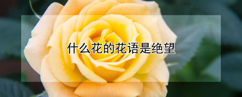 什么花的花语是绝望 什么花的花语是绝望的爱情