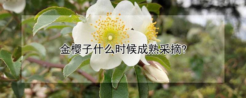 金樱子什么时候成熟采摘? 金樱子什么时候成熟采摘最好