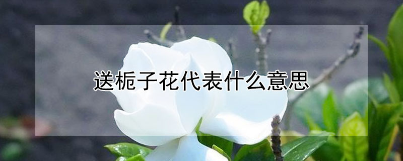 送栀子花代表什么意思（送栀子花好吗）