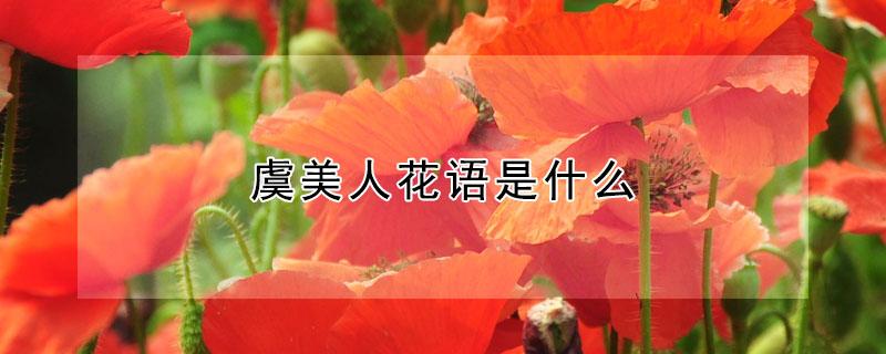 虞美人花语是什么（虞美人的花名是什么）