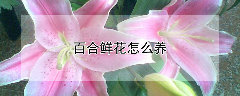 百合鲜花怎么养 百合鲜花怎么养花期更长