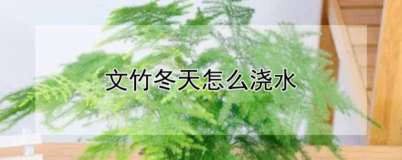 文竹冬天怎么浇水（文竹冬天怎么浇水好）