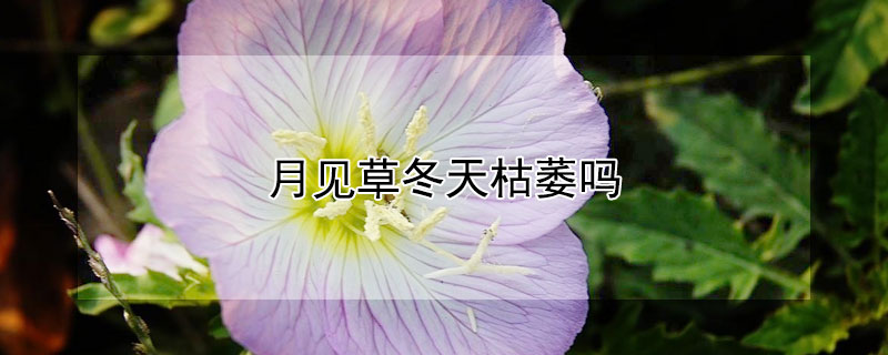 月见草冬天枯萎吗（月见草冬季能越冬吗）