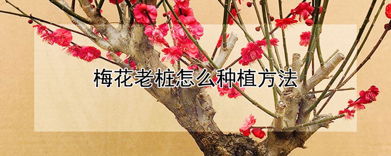 梅花老桩怎么种植方法 刚买的梅花老桩怎么养活