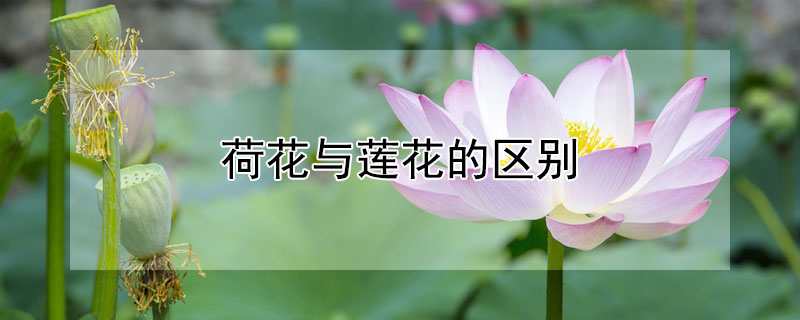 荷花与莲花的区别 荷花与莲花的区别图片