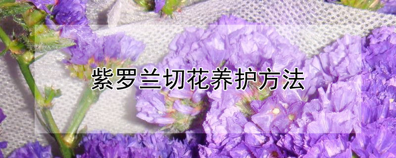 紫罗兰切花养护方法 紫罗兰鲜花切养护方法