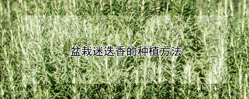 盆栽迷迭香的种植方法 盆栽迷迭香的种植方法和注意事项