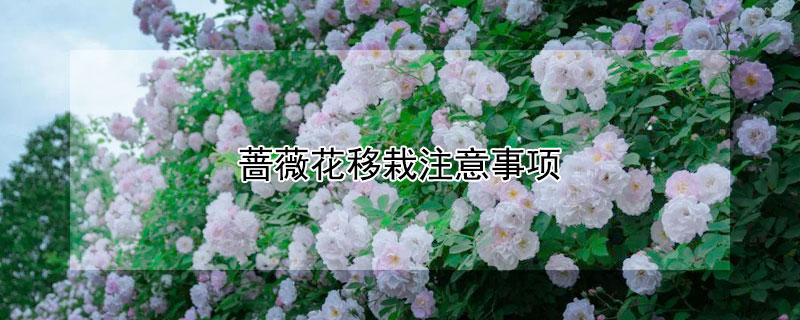 蔷薇花移栽注意事项（蔷薇花移栽注意事项视频）
