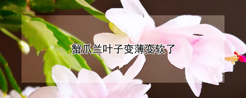 蟹爪兰叶子变薄变软了 新栽的蟹爪兰叶子变薄变软了