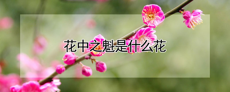 花中之魁是什么花（花中之魁是什么花的别称）