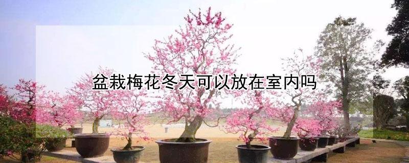 盆栽梅花冬天可以放在室内吗 盆栽梅花冬天可以放在室内吗视频
