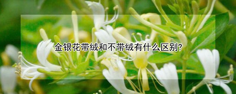 金银花带绒和不带绒有什么区别?（金银花带绒和不带绒有什么区别图片）