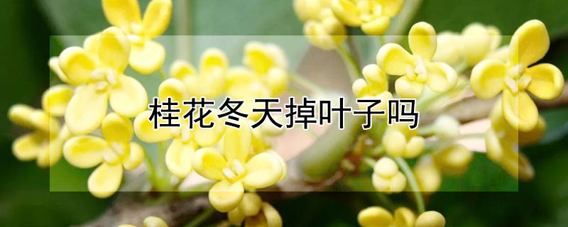 桂花冬天掉叶子吗（桂花冬天掉叶子吗怎么回事）