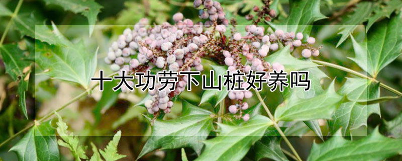 十大功劳下山桩好养吗（十大功劳下山桩多久能发芽）