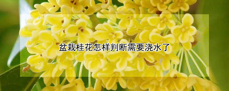 盆栽桂花怎样判断需要浇水了（盆栽桂花怎样判断需要浇水了没）