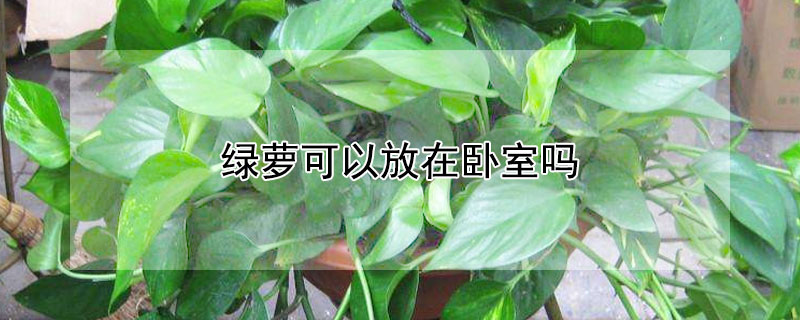 绿萝可以放在卧室吗（绿萝可以放在卧室吗风水）