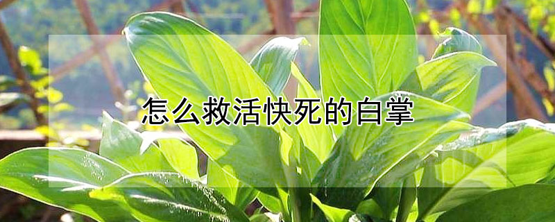 怎么救活快死的白掌 如何救活白掌