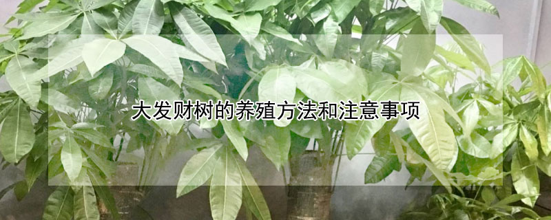 大发财树的养殖方法和注意事项（大发财树的养殖方法和注意事项）