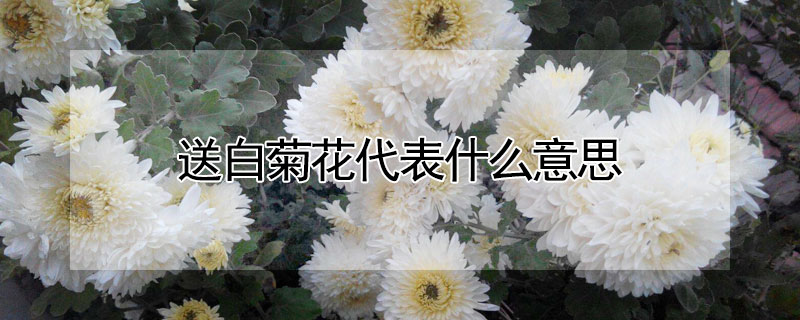送白菊花代表什么意思 送白色菊花的含义