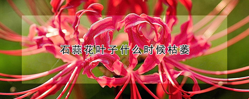 石蒜花叶子什么时候枯萎 石蒜花叶子疯长不开花