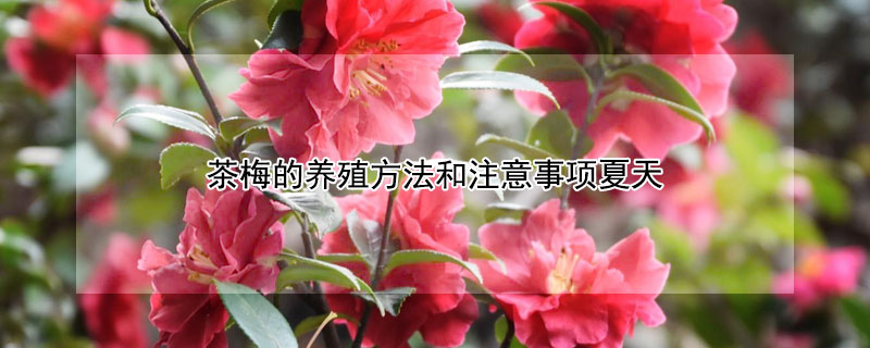 茶梅的养殖方法和注意事项夏天 茶梅树的养殖方法和注意事项