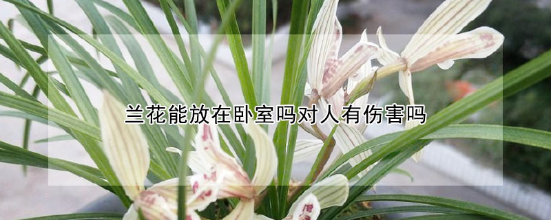 兰花能放在卧室吗对人有伤害吗（兰花能放在卧室吗对人有伤害吗视频）