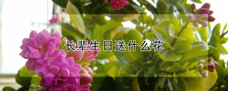 长辈生日送什么花 家里长辈生日送什么花