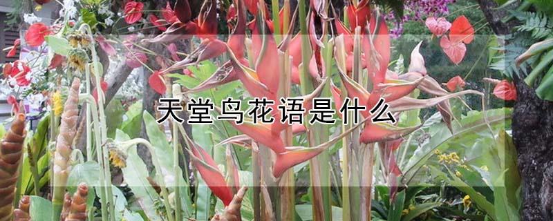 天堂鸟花语是什么 天堂鸟放客厅大忌